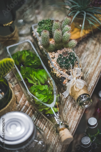 Cactus And Green Plant In Glass Bottles