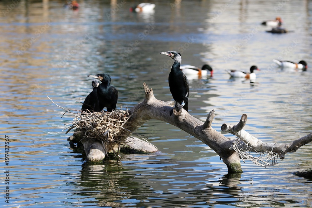 Fototapeta premium cormoran