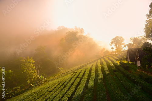 Sunrise view of tea plantation landscape at lung dech tea chiang mai Tea,North of Thailand, Vibrant color & Sun effect photo