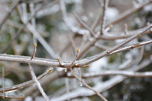 Glaciation after spring thaw. Branch of tree and young buds are covered with ice and snow. Icicles hanging from branches. photo