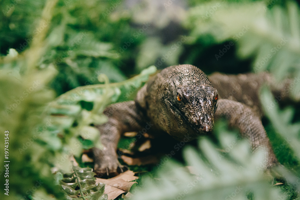 Fototapeta premium Varanus Salvador in jungle