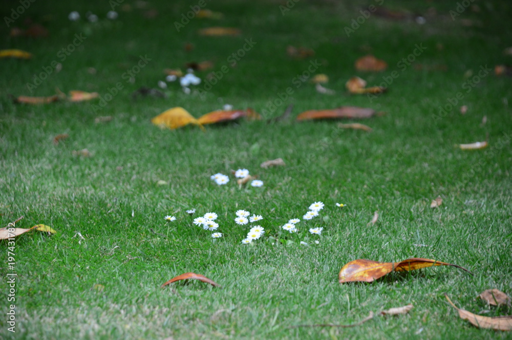 Grass Texture