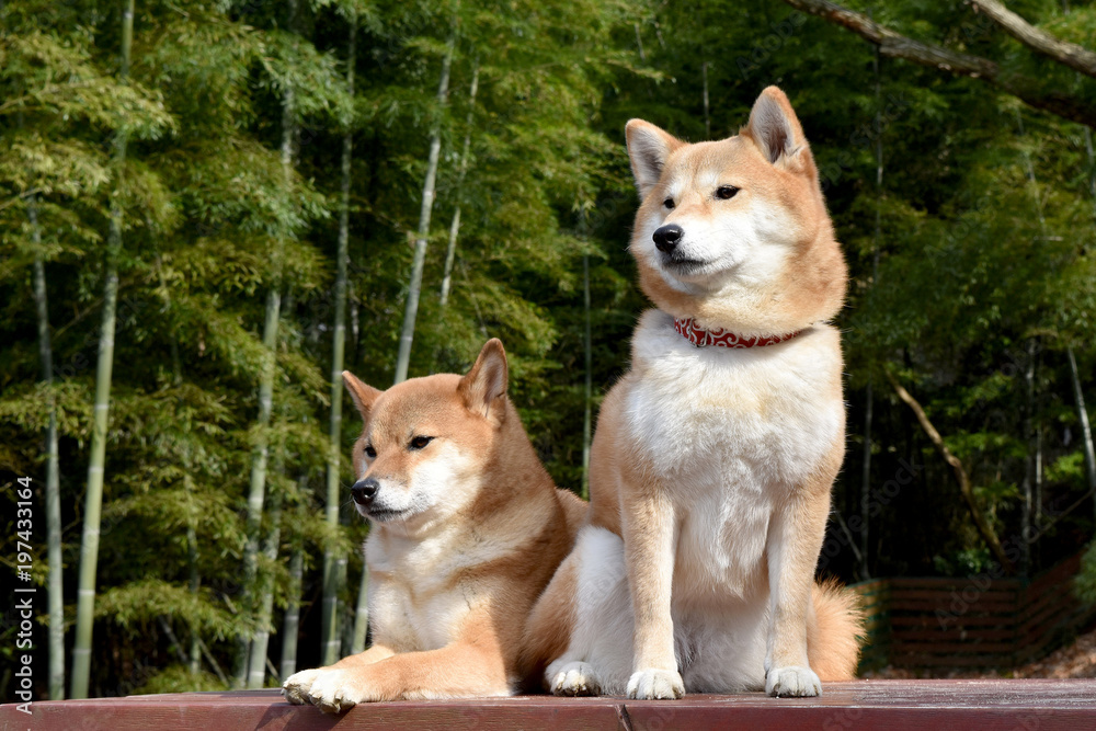 柴犬・竹林