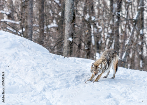 Coyote doing morning stretching or Pilates 