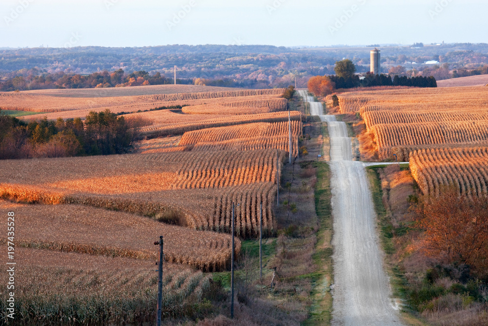 Rural landscape with corn fields, rolling hills, and a gravel road