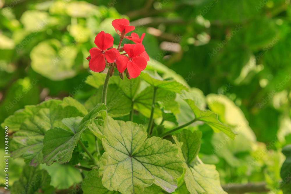 Fototapeta premium Geranium flowers