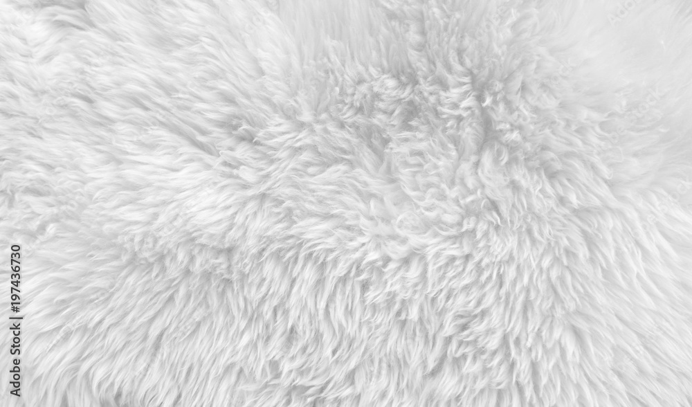 White wool texture background, light natural animal wool, white seamless  cotton, texture of fluffy fur for designers, close-up fragment white wool  carpet - Stock Image - Everypixel