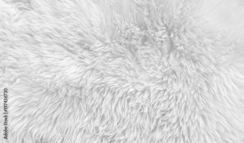 White wool with white top texture background, light natural sheep wool, white seamless cotton, texture of fluffy fur for designers, close-up fragment white wool carpet
