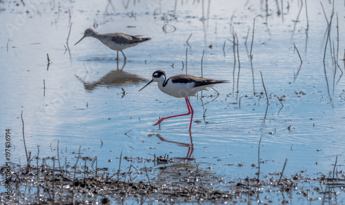 Colusa Wildlife Refuge