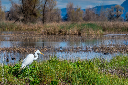 Colusa Wildlife Refuge photo