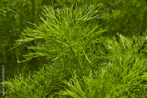 Dill. Herb leaf background