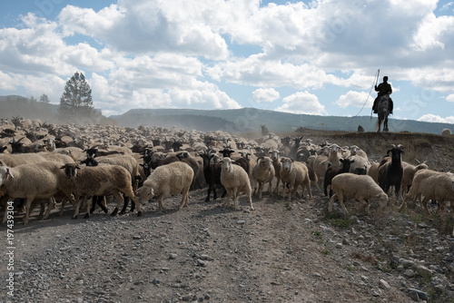 A large herd of sheep and goats goes with the shepherd on the road among the fields in summer