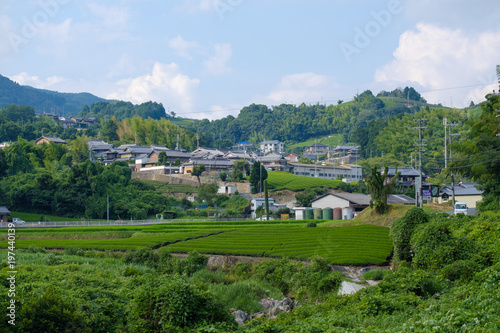 京都府和束町の茶畑 © Rummy & Rummy