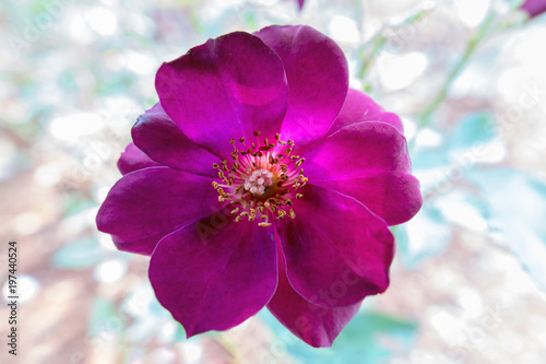 rose in the gardenPink rose in the garden photo