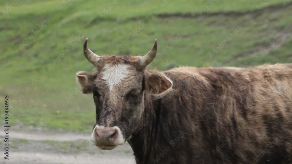 A herd of cows in the Georgian Caucasus mountains A herd of cows in the Georgian Caucasus mountains