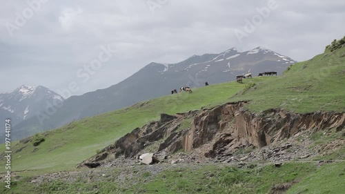 A herd of cows in the Georgian Caucasus mountains photo