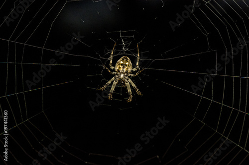 Closeup of spider garden sits on the web. Selective focus and crop fragment.