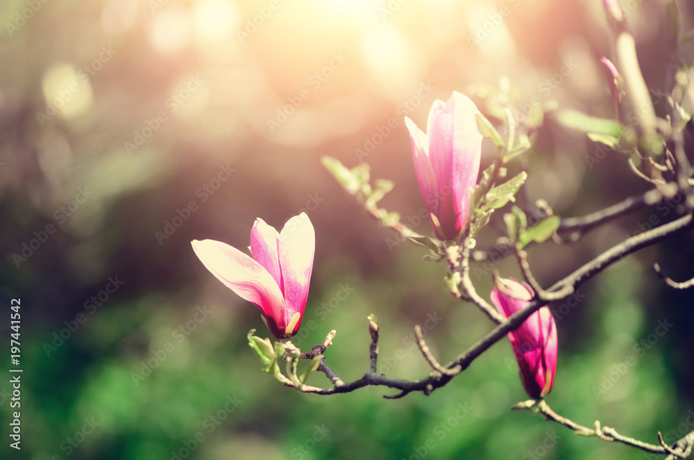 Blooming magnolia tree in the spring sun rays. Selective focus. Copy space. Easter, blossom spring, sunny woman day concept. Pink purple magnolia flowers. Blooming magnolia tree in the spring sun rays. Selective focus. Copy space. Easter, blossom spring, sunny woman day concept. Pink purple magnolia flowers.