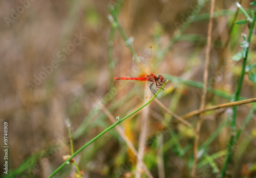 Dragonfly in field of green grass