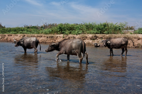 Big and forceful Water buffalos are walking in the river somewhere in Thailand