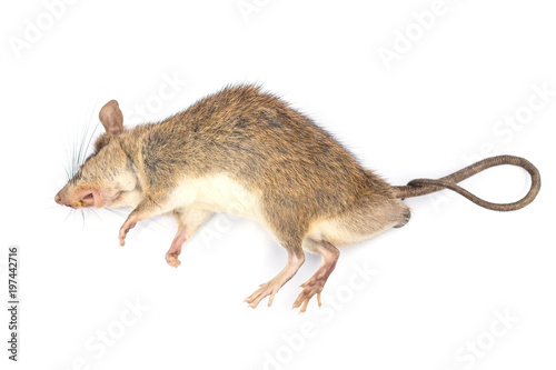 dead rat isolated on white background