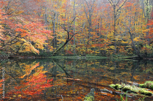 Beautiful autumn swamp scenery ~ Protected wetlands hidden in a mysterious forest & colorful fall foliage reflected on the water of Tsuta Numa marsh in Towada Hachimantai National Park, Aomori, Japan