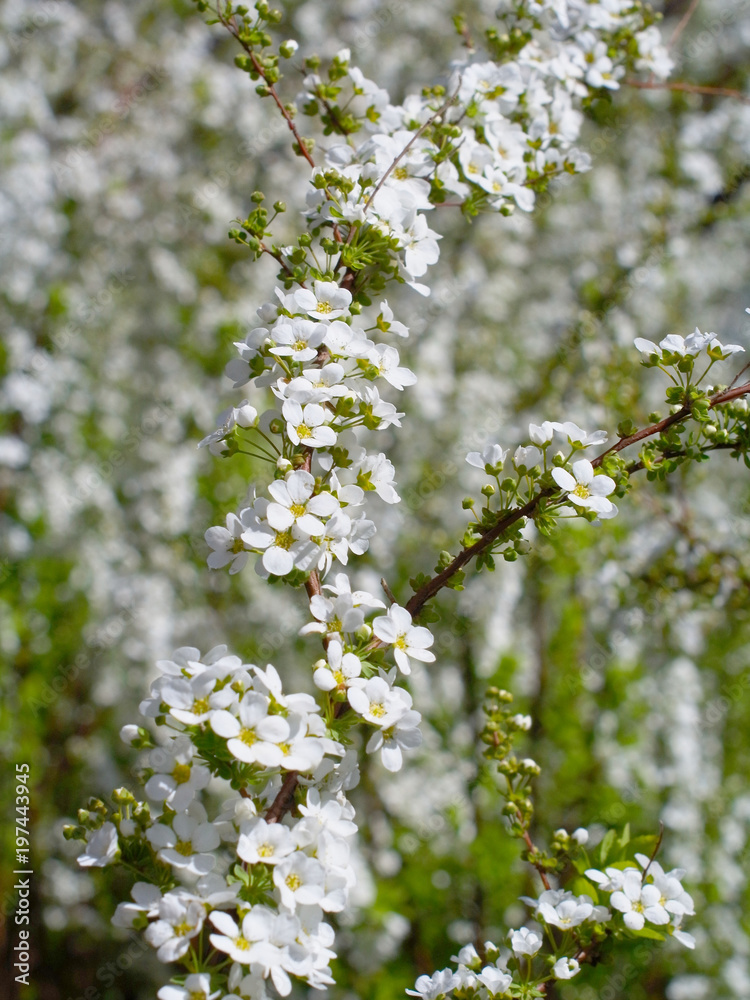 ユキヤナギの花 Stock 写真 Adobe Stock