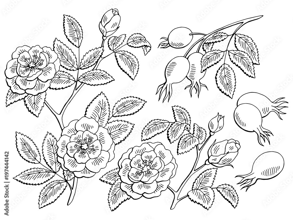 Dog rose flower berry plant graphic black white isolated sketch set illustration vector