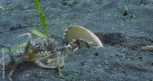 Coconut octopus  catching a crab and taking it to the shell photo