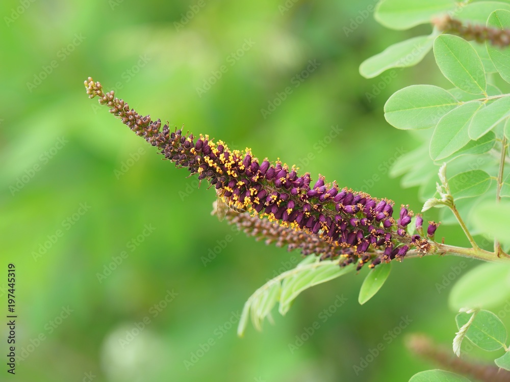 Amorpha fruticosa flowers, known as desert false indigo, false indigo-bush, and bastard indigobush Amorpha fruticosa flowers, known as desert false indigo, false indigo-bush, and bastard indigobush