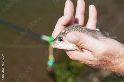 Adult fisherman is holding a small fish in his hand. Closeup, selective focus