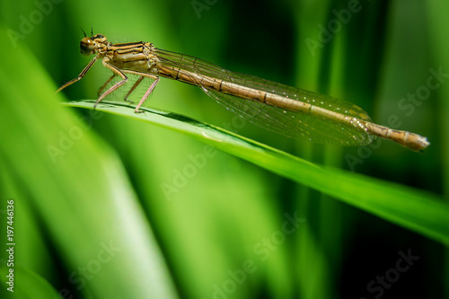  Dragonfly on grass