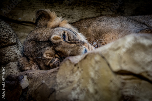 Fototapeta Naklejka Na Ścianę i Meble -  Predator Asiatic lion