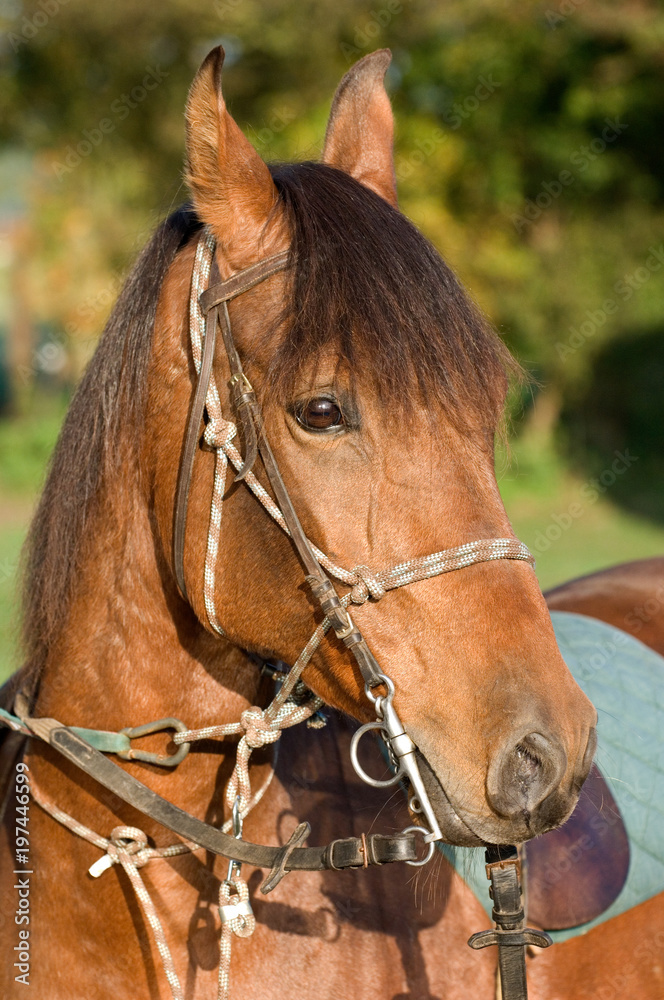 Obraz premium chevaux cheval cavalier equitation