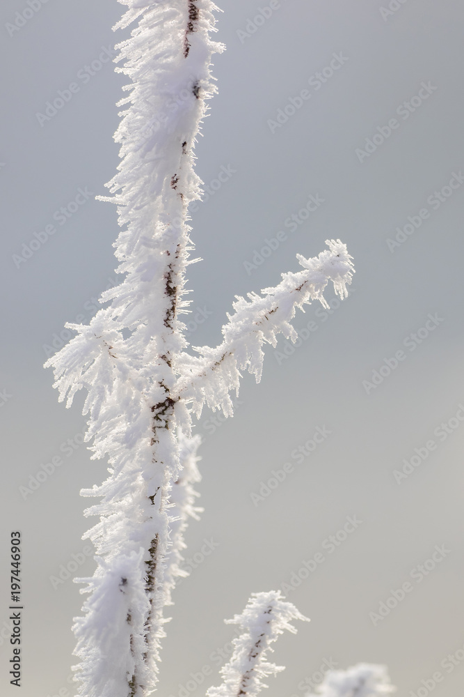 Naklejka premium A frosty branch covered with snow