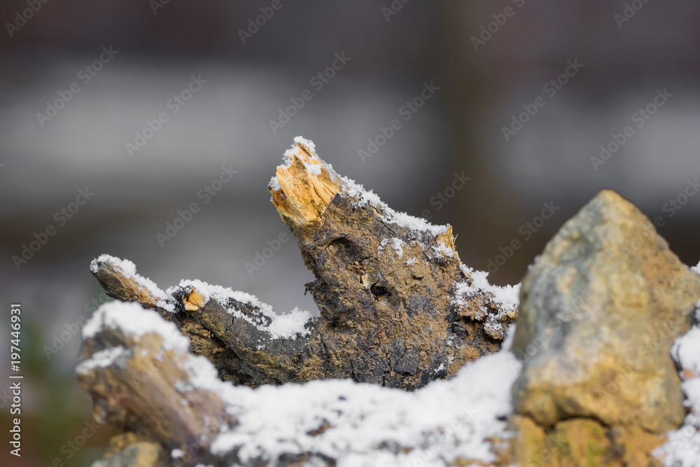 A root of wood in the snow with soft bokeh
