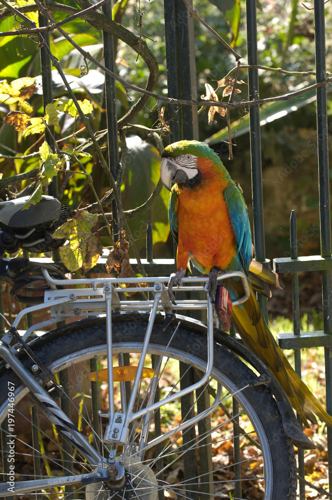 Obraz premium perroquet ara velo oiseau couleur