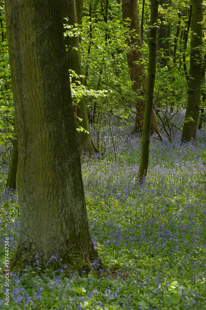 environnement fleurs printemps bois arbres foret environnement fleurs printemps bois arbres foret