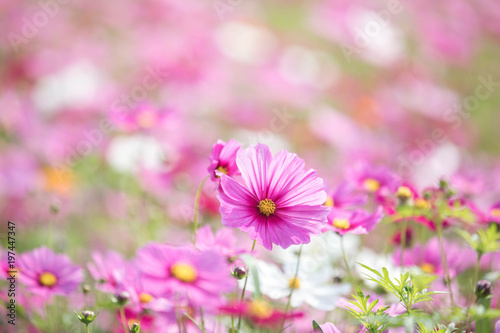 Cosmos flowers background in vintage style