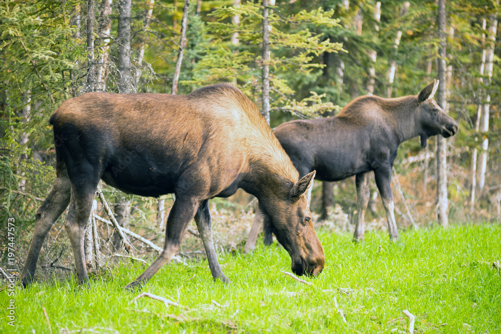 Female Moose Cow Calf Feeding On Grass Alaska Wilderness Female Moose Cow Calf Feeding On Grass Alaska Wilderness