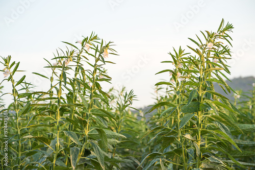 Sesame on tree in plant