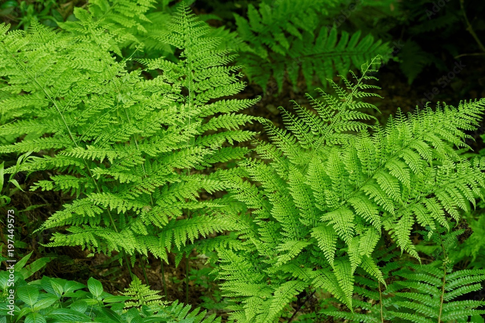 シダ植物 シダ植物