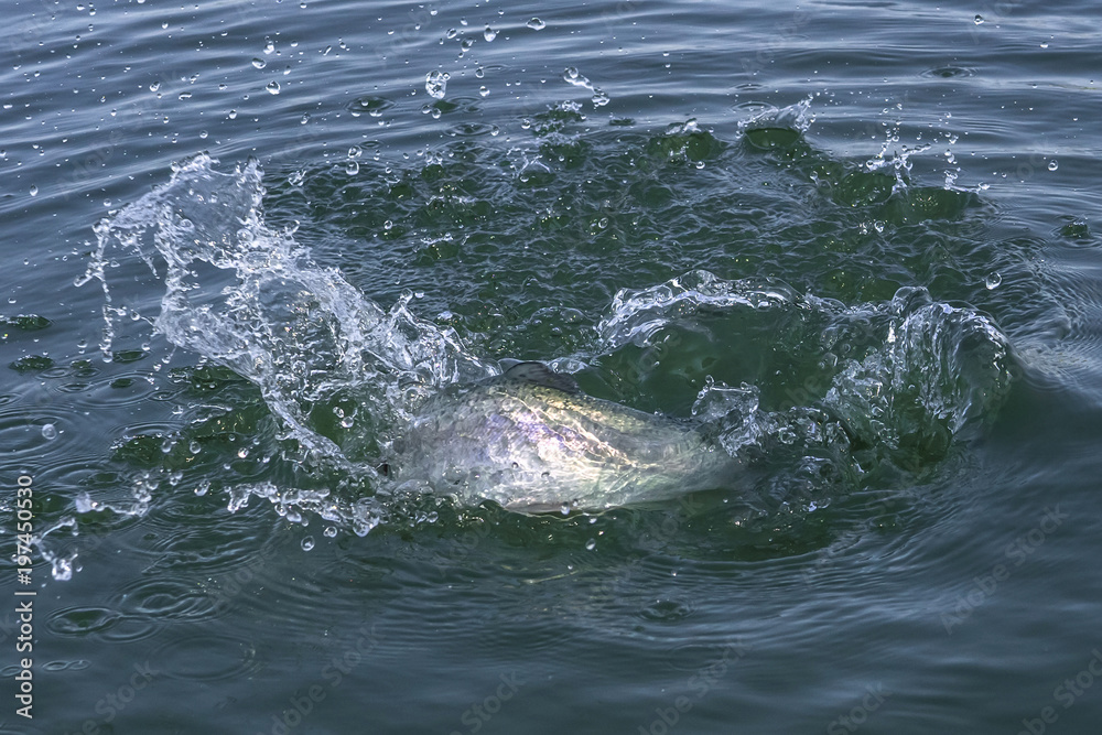 Trout salmon fish with splashing in water. Area fishing background Trout salmon fish with splashing in water. Area fishing background