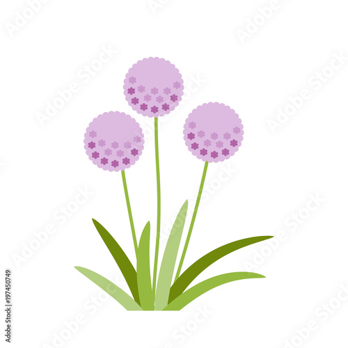 Flowering onion with green leaves, purple flowers