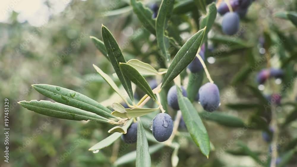 Closeup of Ripe Olives on the Tree with Leaves at Spain Closeup of Ripe Olives on the Tree with Leaves at Spain