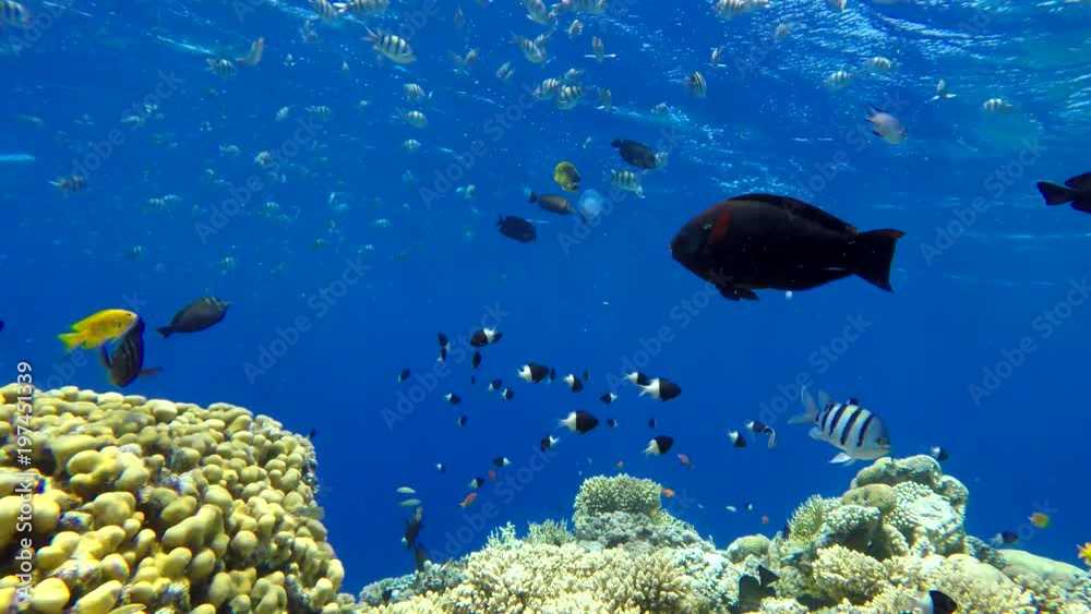 Coral reef, tropical fish. Warm ocean and clear water. Underwater world. Coral reef, tropical fish. Warm ocean and clear water. Underwater world.