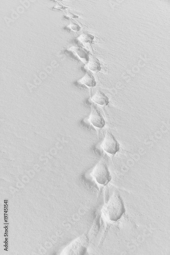 Le tracce della volpe sulla candida neve photo