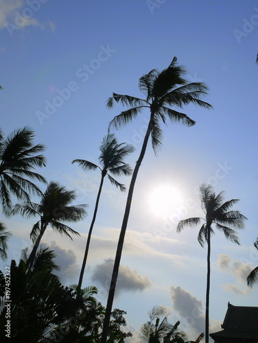 Palm trees