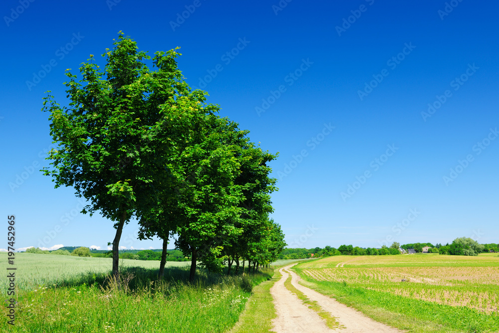Tree Lined Dirt Road through Rural Landscape in Spring under Blue Sky Tree Lined Dirt Road through Rural Landscape in Spring under Blue Sky