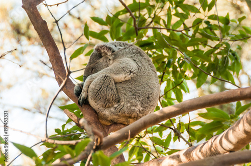 sleeping Koala on a branch of eucalyptus tree in the Australian reserve